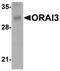 ORAI Calcium Release-Activated Calcium Modulator 3 antibody, LS-C144486, Lifespan Biosciences, Western Blot image 