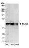 ElaC Ribonuclease Z 2 antibody, A304-774A, Bethyl Labs, Western Blot image 