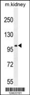 Glutamate Ionotropic Receptor AMPA Type Subunit 4 antibody, 55-371, ProSci, Western Blot image 