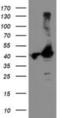 TBC1 Domain Family Member 21 antibody, NBP2-01311, Novus Biologicals, Western Blot image 