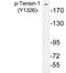 Tensin 1 antibody, LS-C291527, Lifespan Biosciences, Western Blot image 