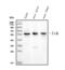 LCK Proto-Oncogene, Src Family Tyrosine Kinase antibody, PB9808, Boster Biological Technology, Western Blot image 