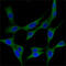 ST13 Hsp70 Interacting Protein antibody, M05692, Boster Biological Technology, Immunofluorescence image 