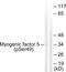 Myogenic Factor 5 antibody, LS-C199294, Lifespan Biosciences, Western Blot image 