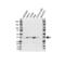 IST1 homolog antibody, VPA00314, Bio-Rad (formerly AbD Serotec) , Western Blot image 