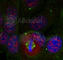 Myocyte Enhancer Factor 2A antibody, AP0407, ABclonal Technology, Immunofluorescence image 