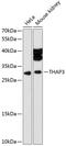 THAP Domain Containing 3 antibody, 14-665, ProSci, Western Blot image 