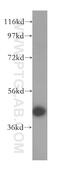 Vacuolar protein sorting-associated protein VTA1 homolog antibody, 15786-1-AP, Proteintech Group, Western Blot image 