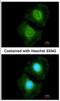 Coenzyme A Synthase antibody, NBP2-15934, Novus Biologicals, Immunofluorescence image 