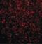 Toll Like Receptor 2 antibody, PA5-20020, Invitrogen Antibodies, Immunofluorescence image 