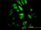 Proteasome Subunit Beta 10 antibody, H00005699-M01, Novus Biologicals, Immunocytochemistry image 