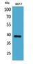 Cellular Communication Network Factor 3 antibody, A06319-2, Boster Biological Technology, Western Blot image 