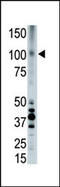 LRP8 antibody, 62-148, ProSci, Western Blot image 