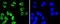 Ribosomal Protein S6 Kinase A5 antibody, A04922S376-1, Boster Biological Technology, Immunocytochemistry image 