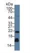 Regenerating Family Member 3 Gamma antibody, LS-C663740, Lifespan Biosciences, Western Blot image 