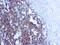 CD99 Molecule (Xg Blood Group) antibody, GTX17083, GeneTex, Immunohistochemistry paraffin image 