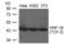 HNF1 Homeobox B antibody, TA347848, Origene, Western Blot image 