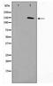 MN1 Proto-Oncogene, Transcriptional Regulator antibody, TA347613, Origene, Western Blot image 