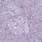 Solute Carrier Family 22 Member 2 antibody, MA5-24612, Invitrogen Antibodies, Immunohistochemistry frozen image 