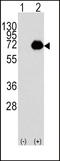 Acyl-CoA Oxidase 1 antibody, LS-C98496, Lifespan Biosciences, Western Blot image 