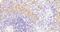 Vav Guanine Nucleotide Exchange Factor 3 antibody, GTX89695, GeneTex, Immunohistochemistry paraffin image 