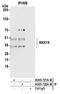 Sorting Nexin 16 antibody, A305-722A-M, Bethyl Labs, Immunoprecipitation image 