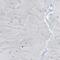 Phospholipase D Family Member 3 antibody, PA5-52985, Invitrogen Antibodies, Immunohistochemistry frozen image 