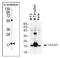 Ubiquitin-conjugating enzyme E2 D1 antibody, AP11968PU-N, Origene, Western Blot image 