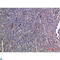 Epidermal Growth Factor antibody, LS-C813842, Lifespan Biosciences, Western Blot image 