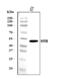 Wnt Family Member 8B antibody, A07933-1, Boster Biological Technology, Western Blot image 