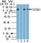 DNA damage-binding protein 1 antibody, NBP2-27207, Novus Biologicals, Western Blot image 
