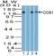 Damage Specific DNA Binding Protein 1 antibody, NBP2-27207, Novus Biologicals, Western Blot image 