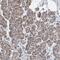 Secernin 2 antibody, PA5-54640, Invitrogen Antibodies, Immunohistochemistry frozen image 