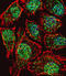 Teashirt Zinc Finger Homeobox 2 antibody, abx032471, Abbexa, Immunofluorescence image 