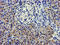 Lipoprotein Lipase antibody, LS-C173441, Lifespan Biosciences, Immunohistochemistry paraffin image 