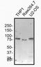 Nucleotide Binding Oligomerization Domain Containing 2 antibody, NB100-524, Novus Biologicals, Western Blot image 