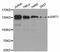 Sirtuin 1 antibody, abx126552, Abbexa, Western Blot image 