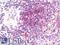 Adenosine Monophosphate Deaminase 3 antibody, LS-B11007, Lifespan Biosciences, Immunohistochemistry frozen image 