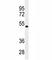 Transforming growth factor beta-2 antibody, F53540-0.1ML, NSJ Bioreagents, Western Blot image 