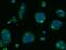 Formyl Peptide Receptor 1 antibody, 202524-T02, Sino Biological, Immunohistochemistry frozen image 