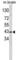 Glutamic-Oxaloacetic Transaminase 1 antibody, abx031813, Abbexa, Western Blot image 