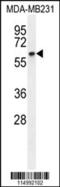 Cycb1 antibody, 55-627, ProSci, Western Blot image 