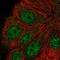 Anaphase Promoting Complex Subunit 5 antibody, NBP2-58426, Novus Biologicals, Immunofluorescence image 