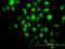 BAG1L-Specific antibody, LS-B7266, Lifespan Biosciences, Immunofluorescence image 