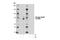 RAD18 E3 Ubiquitin Protein Ligase antibody, 14978S, Cell Signaling Technology, Western Blot image 