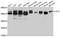 GPN-Loop GTPase 1 antibody, STJ114060, St John