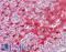 Cystatin A antibody, LS-B8392, Lifespan Biosciences, Immunohistochemistry frozen image 