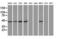 Keratin 18 antibody, LS-C114313, Lifespan Biosciences, Western Blot image 