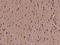 Diacylglycerol Kinase Zeta antibody, 200722-T08, Sino Biological, Immunohistochemistry paraffin image 