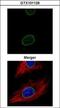 Lamin A/C antibody, GTX101126, GeneTex, Immunofluorescence image 